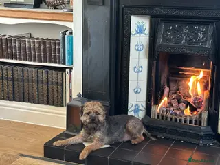 Border Terrier dogs OUTSTANDING BORDER TERRIER PUPPIES - Advert 1
