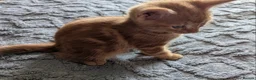 Domestic Shorthair cats for sale: 5 Ginger Kittens - Advert 6