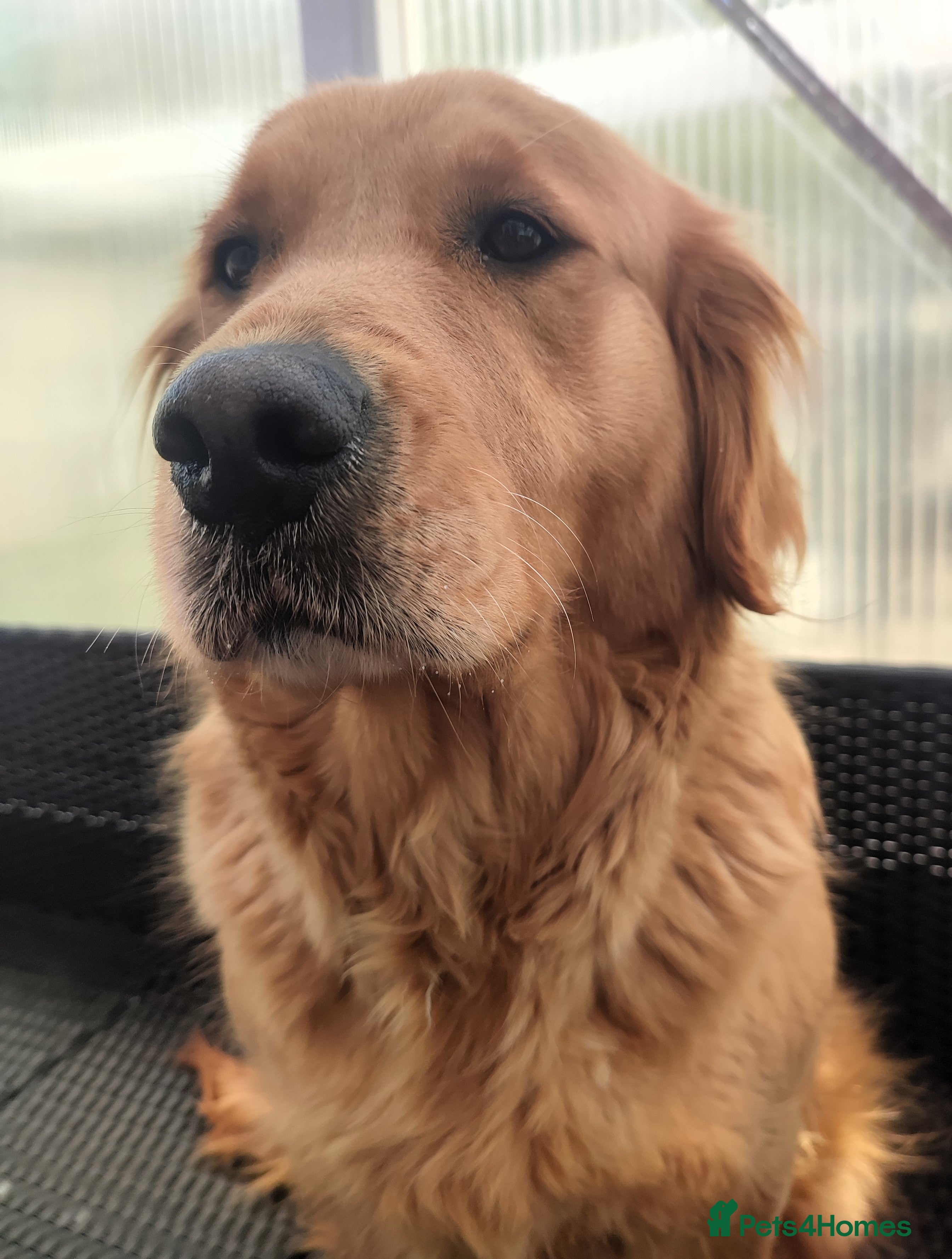 Burato