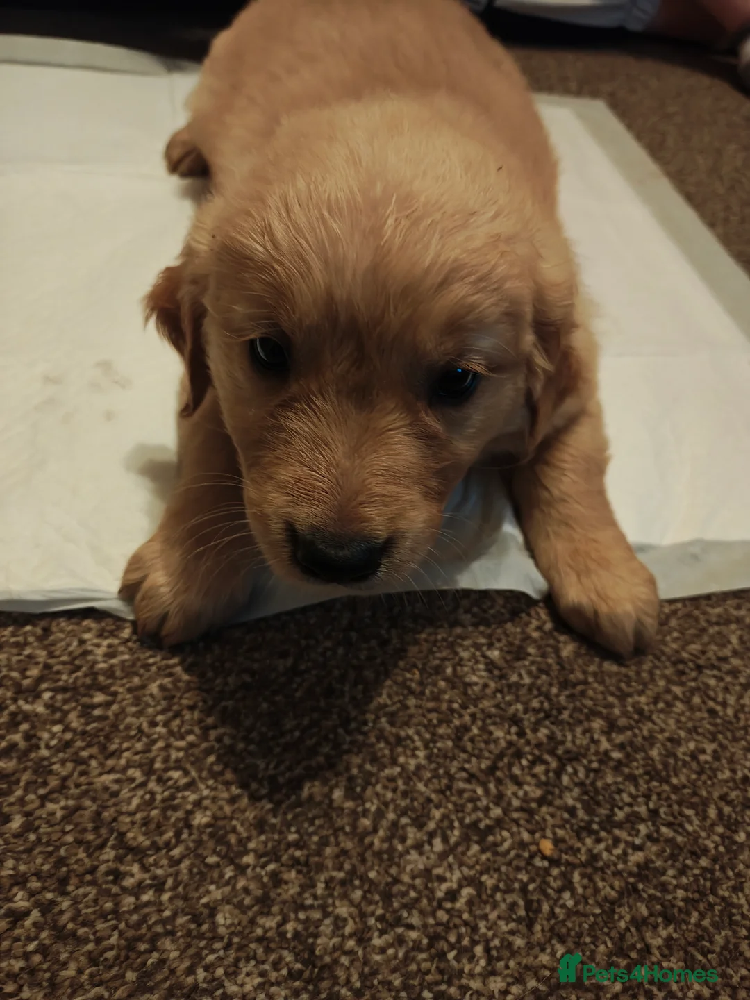 Golden Retriever dogs for sale: Only 5 gorgeous golden retriever puppies left - Advert 20