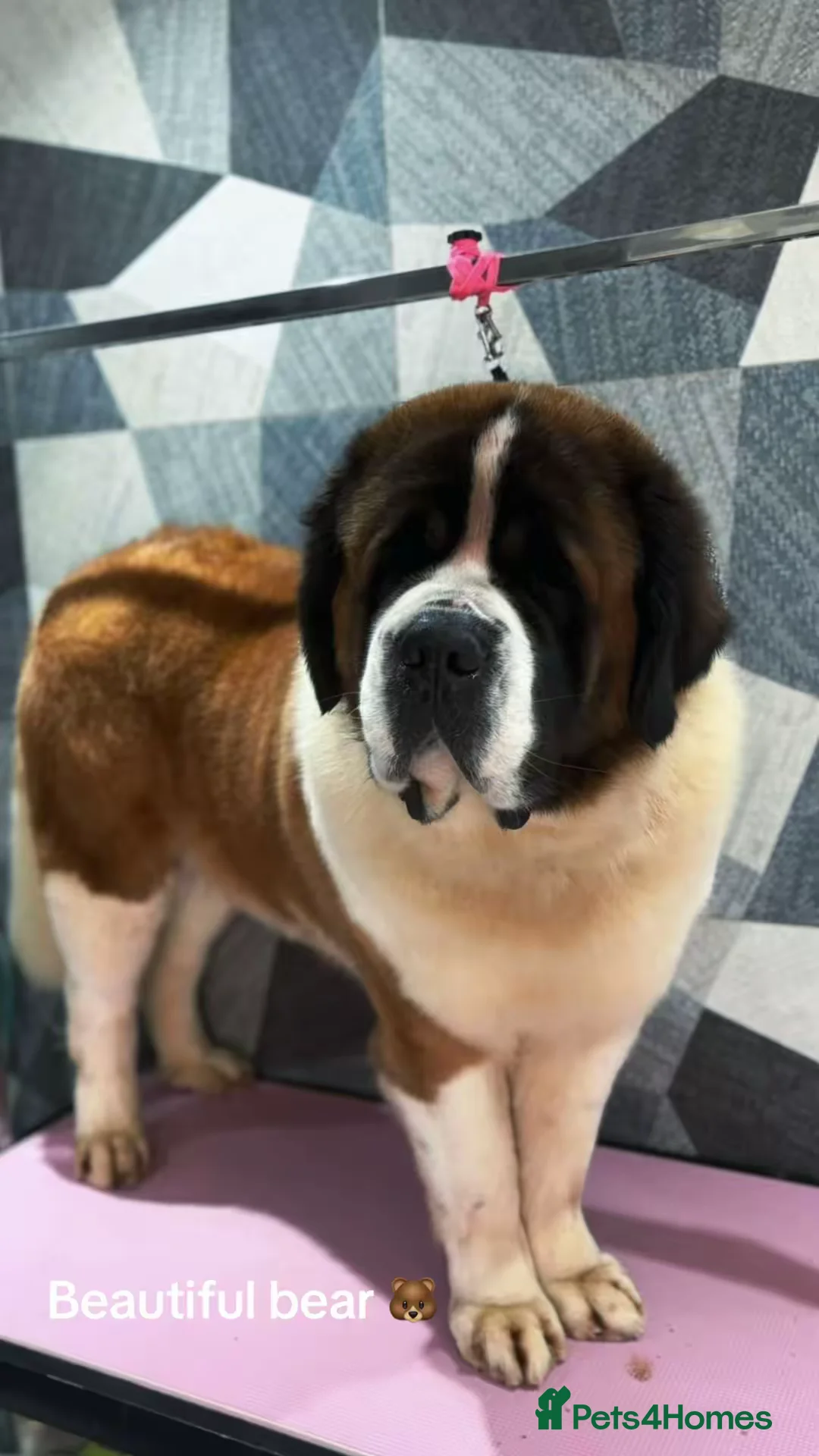 Saint Bernard dogs for sale: Waiting list open due may 23rd  - Advert 1