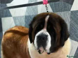 Saint Bernard dogs Waiting list open due may 23rd - Advert 9