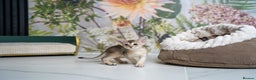 Abyssinian cats for sale: SILVER ABYSSINIAN-Winston-Rare and Exceptional  - Advert 10