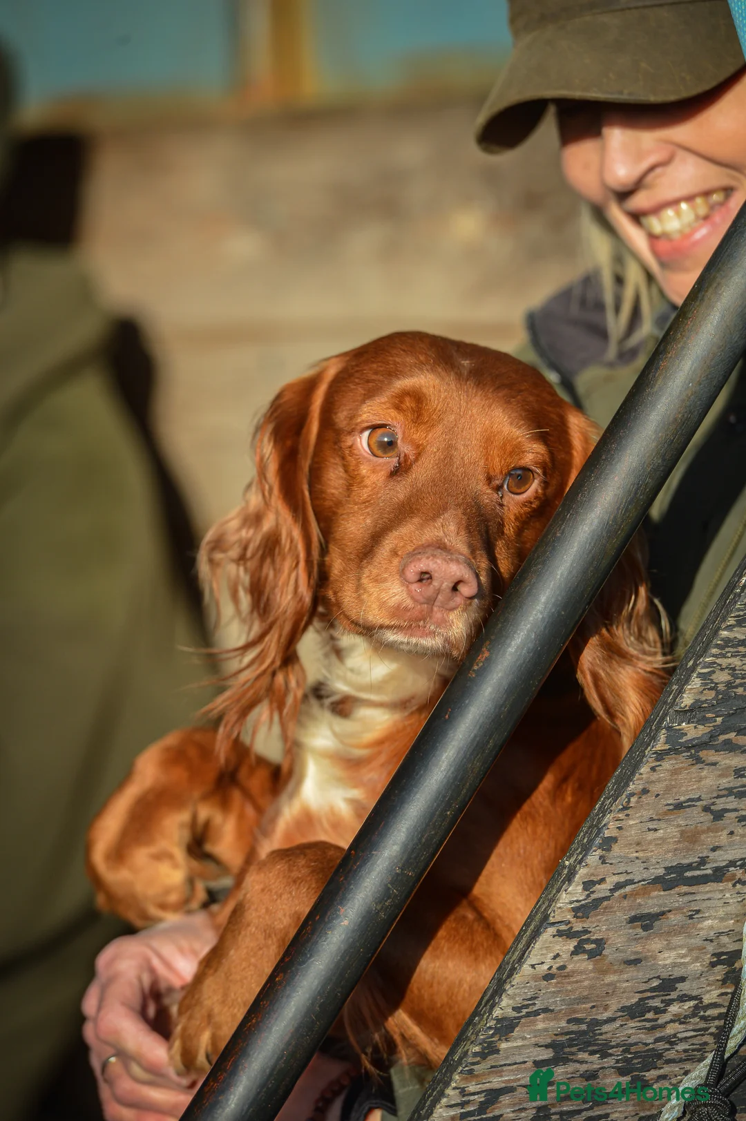 Cocker Spaniel dogs for stud: FTCH Howesyke Regal - Working Cocker in Orpington - Advert 6