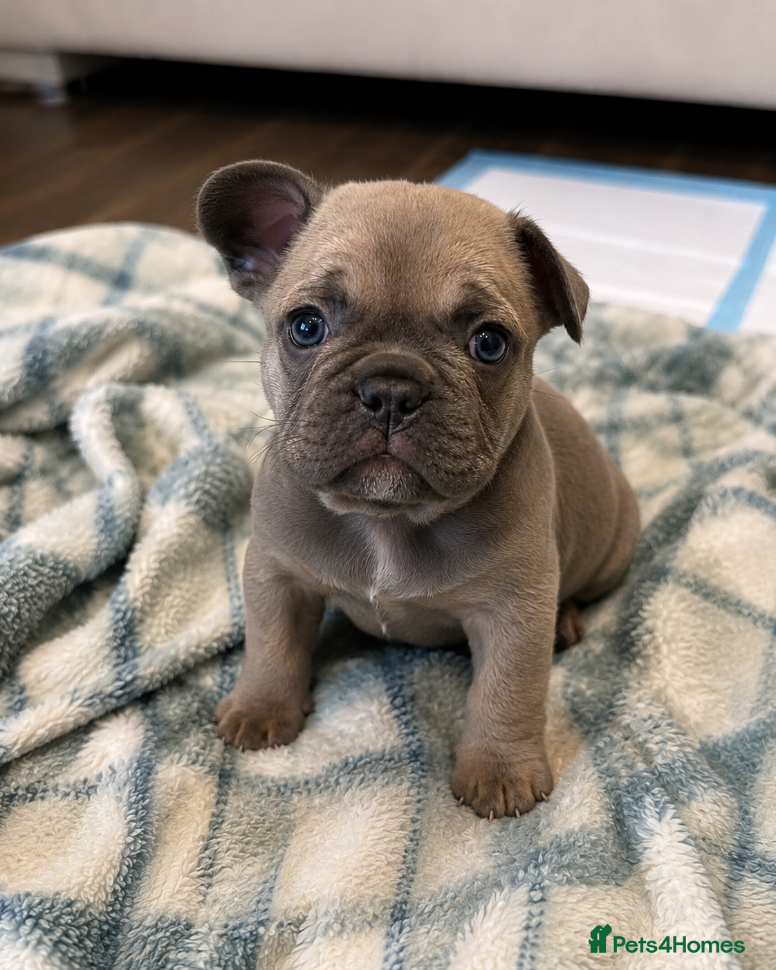 French Bulldog dogs ⭐️Health cleared KC registered French Bulldogs⭐️ - Advert 1