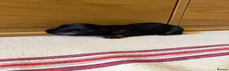 Miniature Dachshund dogs for sale: KC miniature long haired dachshund puppies  - Advert 14