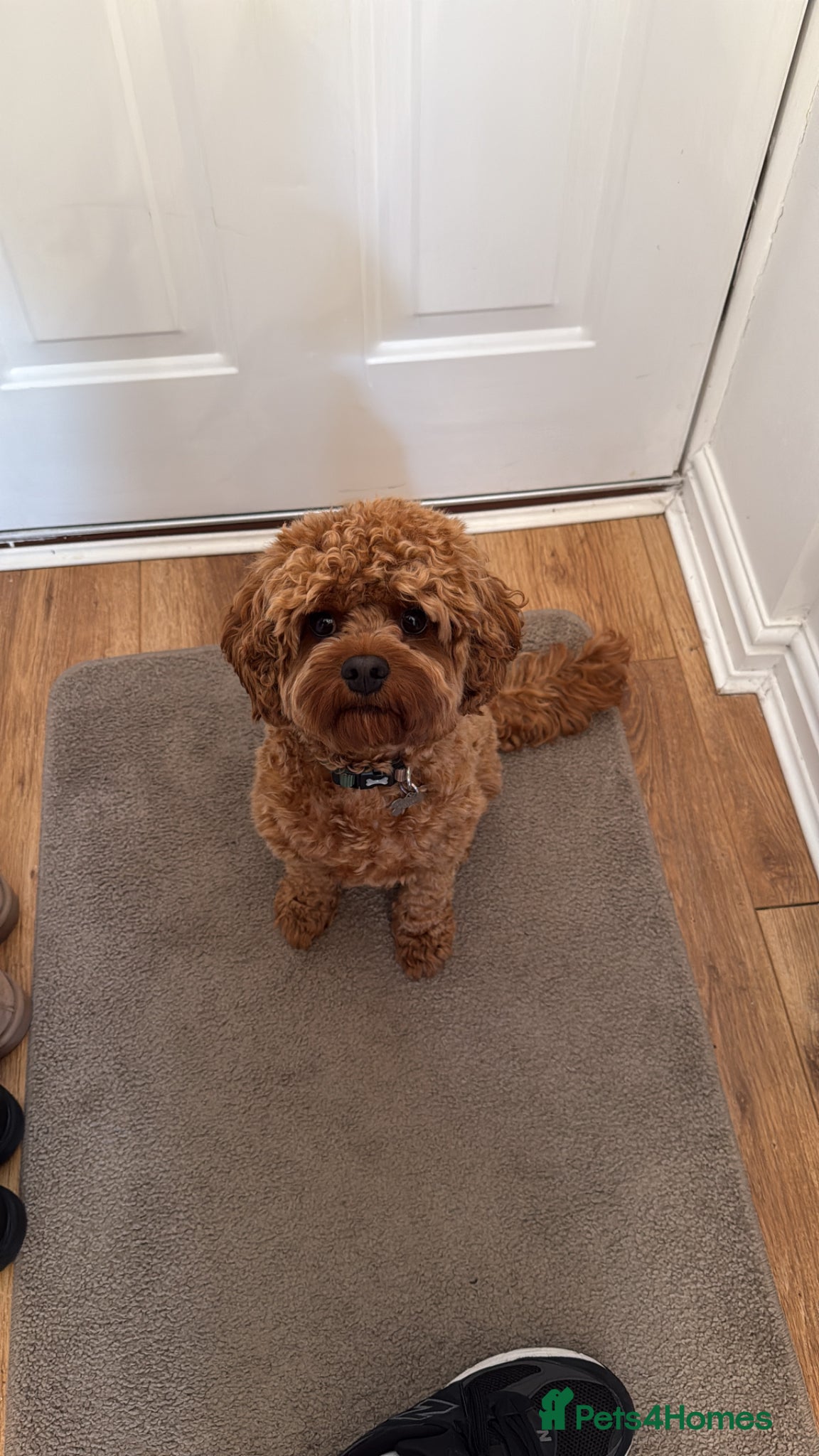 Cavapoo dogs for sale: Teddy 🐾 - Advert 8