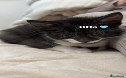 Mixed Breed cats for sale: 3 beautiful kittens looking for homes! - Advert 4