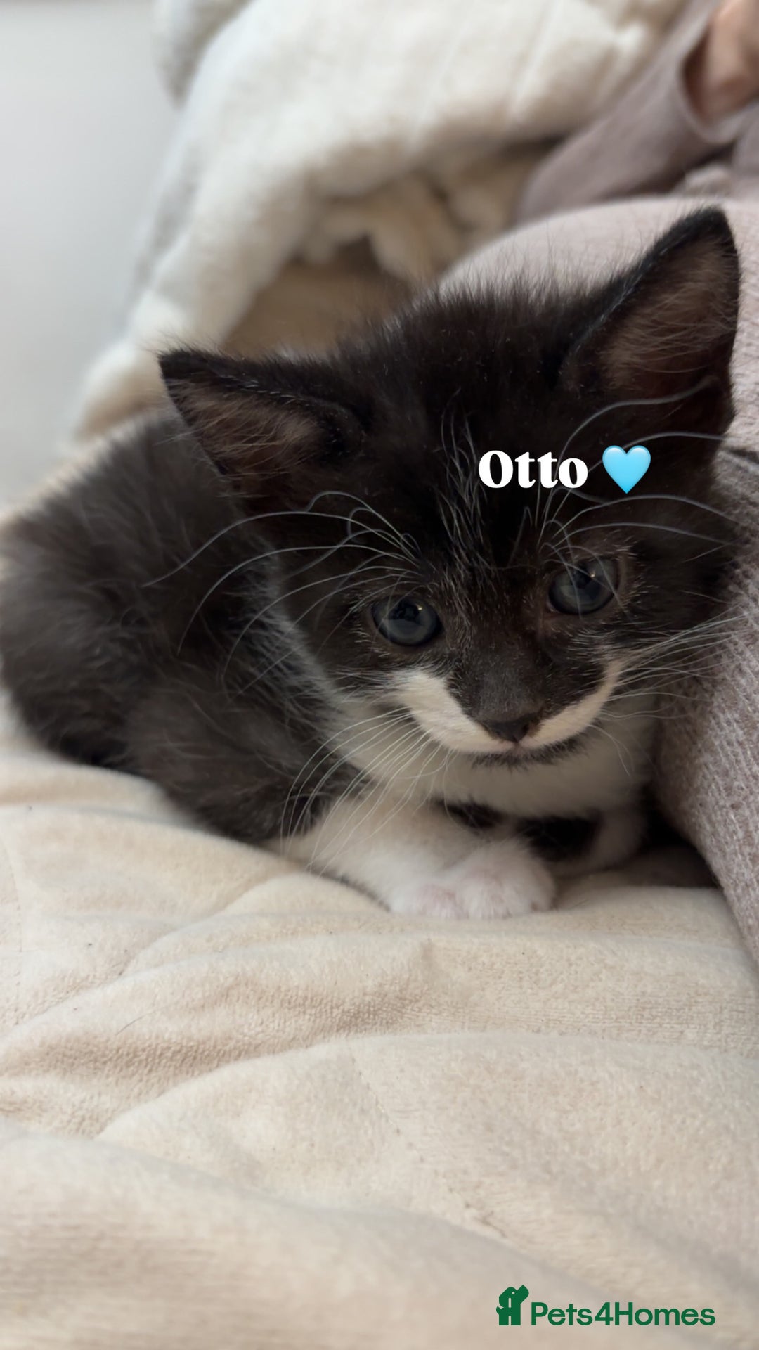 Mixed Breed cats for sale: 3 beautiful kittens looking for homes! - Advert 4