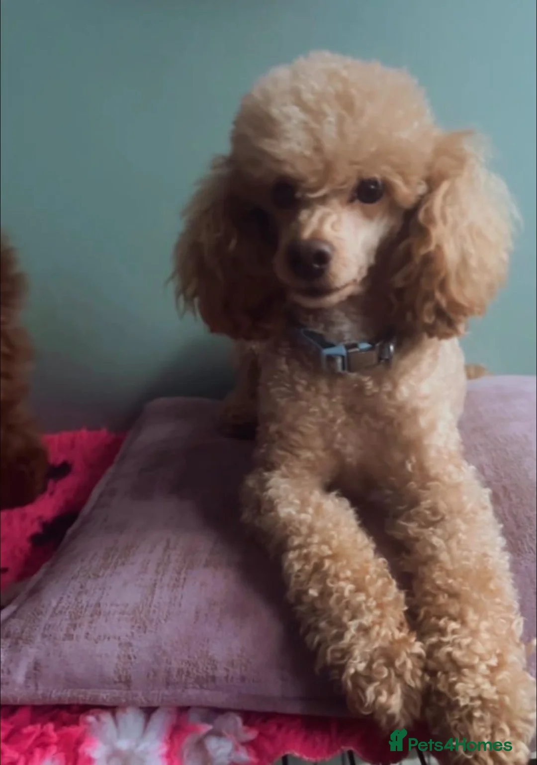 Cavapoo dogs for sale: Toy Cavapoo puppies - Advert 5