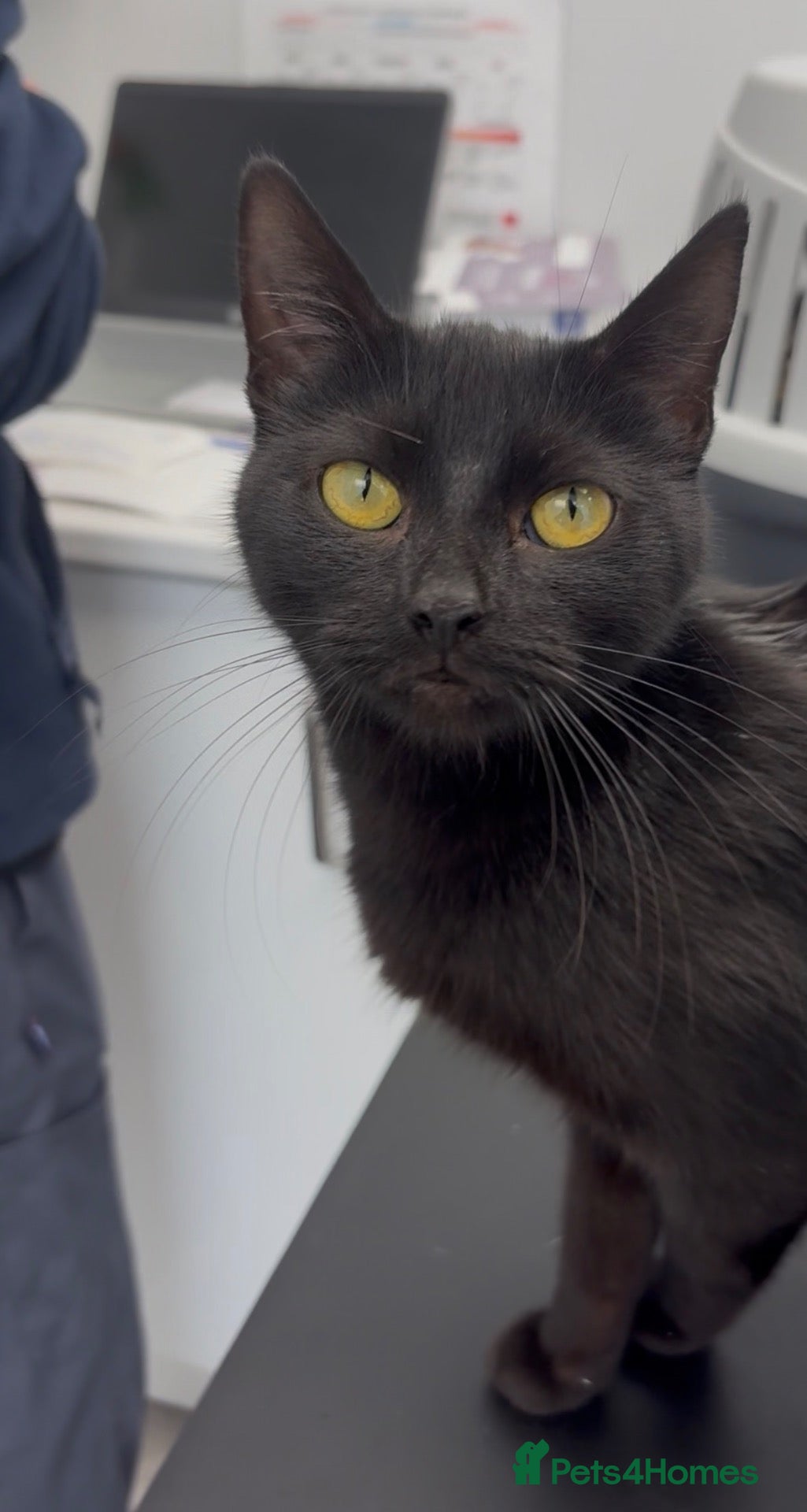 Mixed Breed cats Loving female cat looking for her new people🐾 - Advert 8