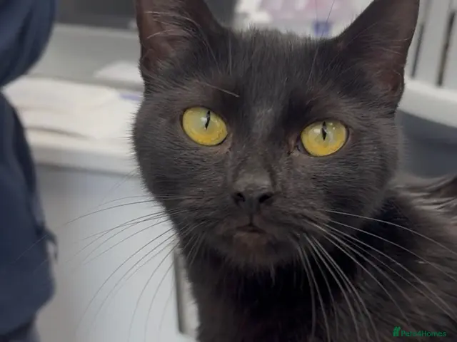 Mixed Breed cats for sale: Loving female cat looking for her new people🐾 - Advert 2