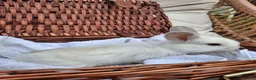 Mini Lop rabbits for sale: 6x Pure breed mini lop baby rabbits - Advert 21