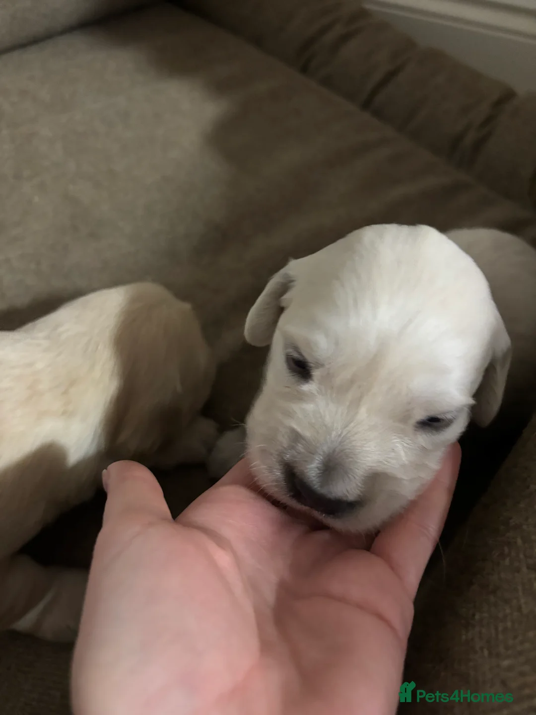 Golden Retriever dogs for sale: *2 left* gorgeous golden retrievers  - Advert 3