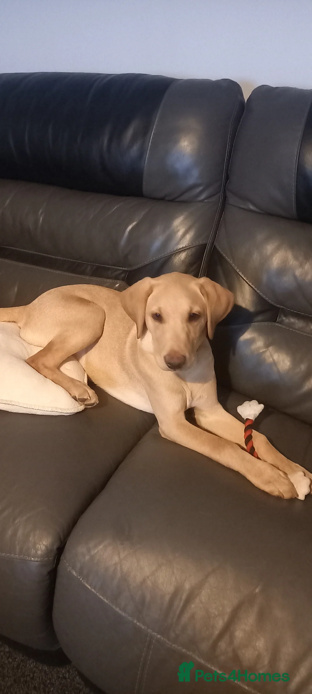 Labrador Retriever dogs for sale: Labrador Retriever (Mila) - Advert 1