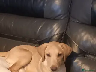 Labrador Retriever dogs Labrador Retriever (Mila) - Advert 2