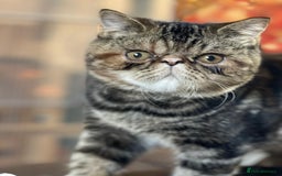 Exotic cats for sale: GCCF ACTIVE EXOTIC CATS - Image 2