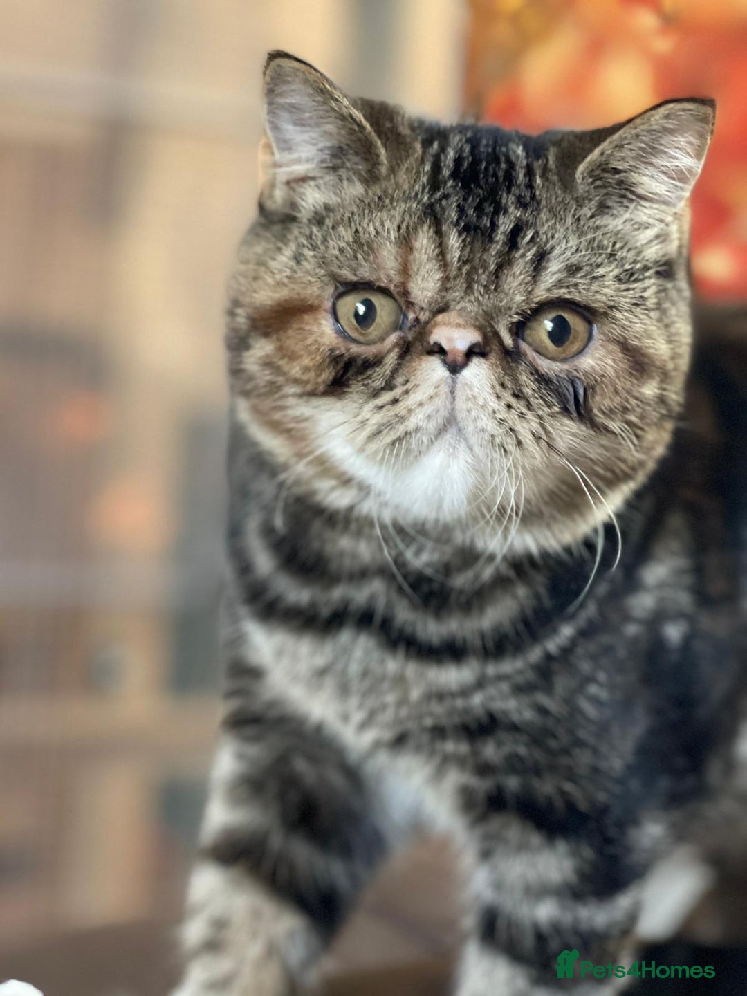 Exotic cats for sale: GCCF ACTIVE EXOTIC CATS - Image 2
