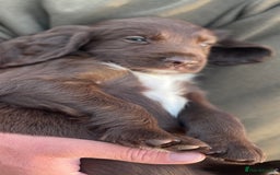 Sprocker dogs for sale: Adorable sprockers  - Image 31