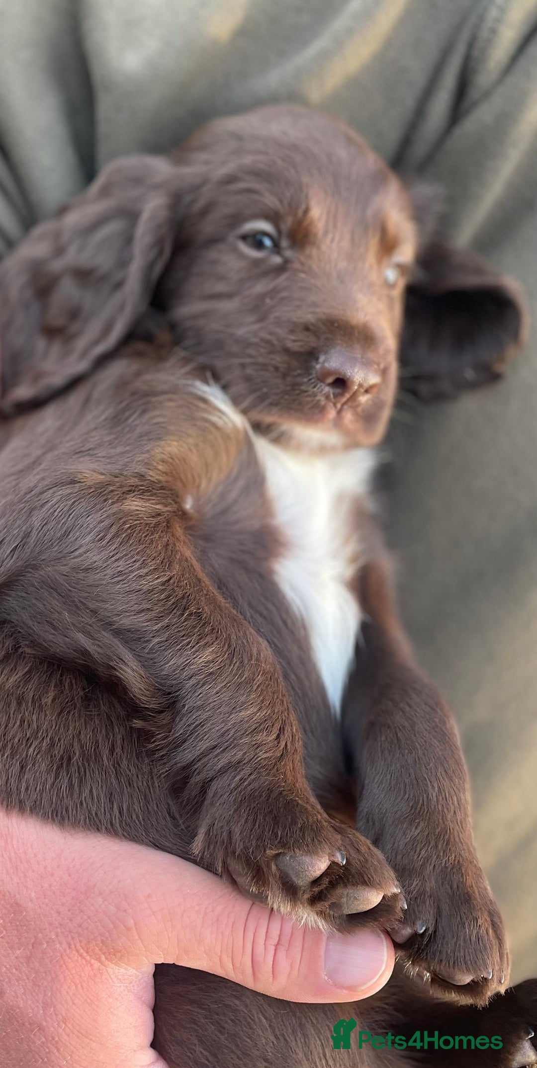 Sprocker dogs for sale: Adorable sprockers  - Image 31