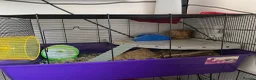 Hamster rodents for sale: Russian Dwarf hamster  in Farnborough - Advert 2