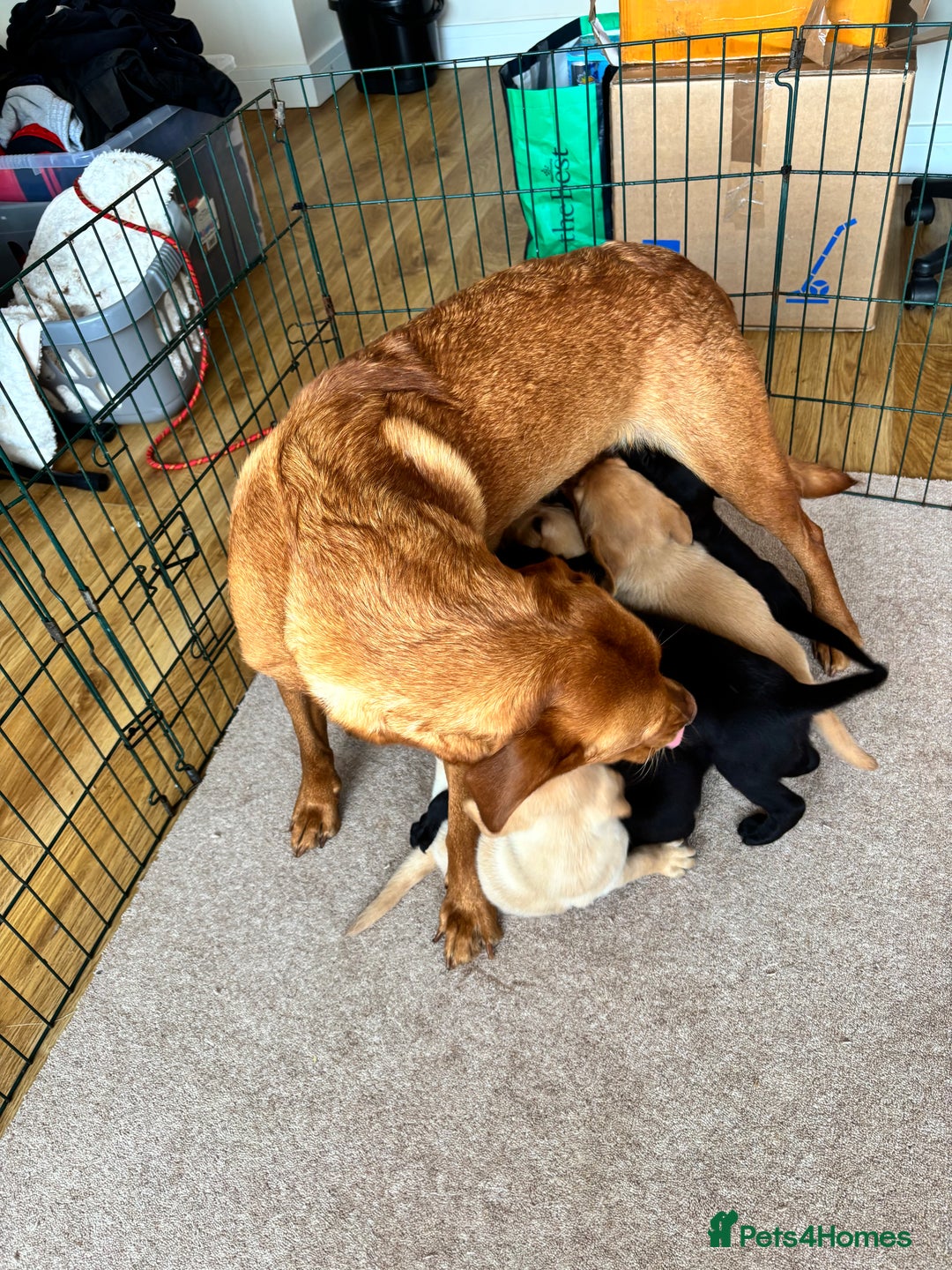 Labrador Retriever dogs for sale: Beautiful KC Registered Lab Pups  - Image 21