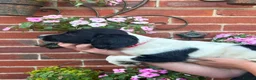 English Springer Spaniel dogs for sale:  KC registered English springer spaniel puppies - Advert 6