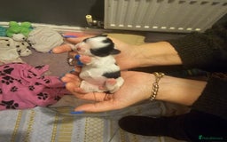Mi-Ki dogs for sale: Mi-ki beautiful puppies arrived  - Image 14