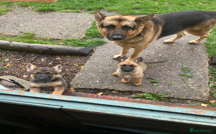 German Shepherd dogs - Advert 3