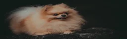 Pomeranian dogs for stud: Prince George Bridgeton 👑 - Advert 4