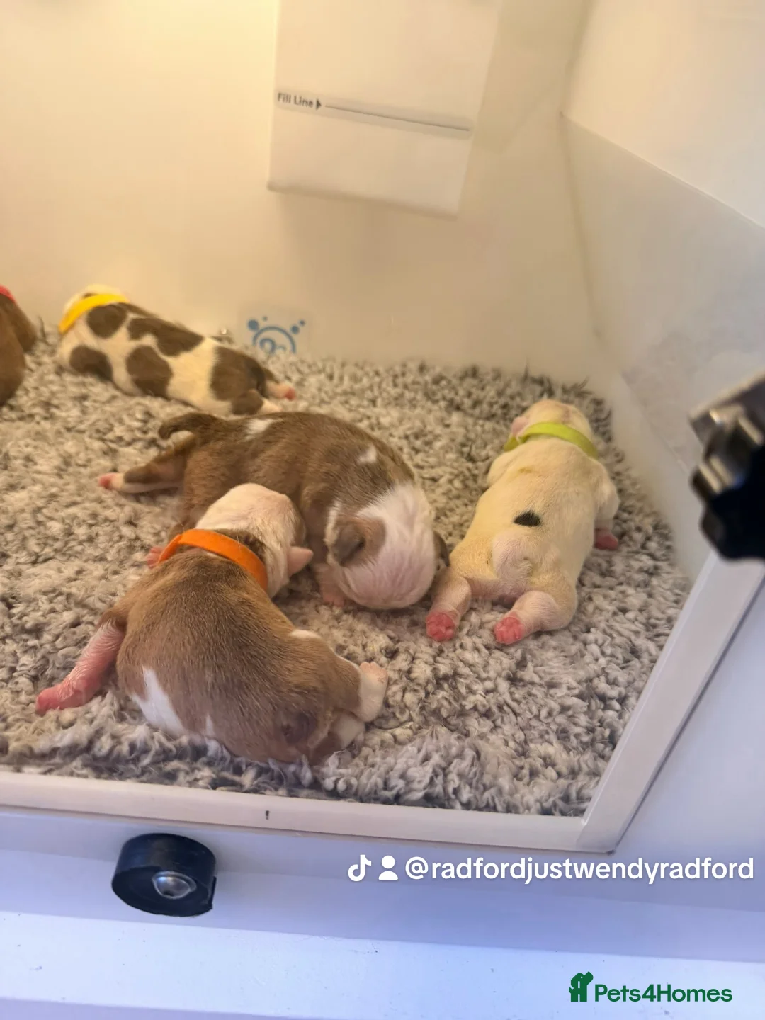English Bulldog dogs for sale: English bulldogs male / female  - Advert 5