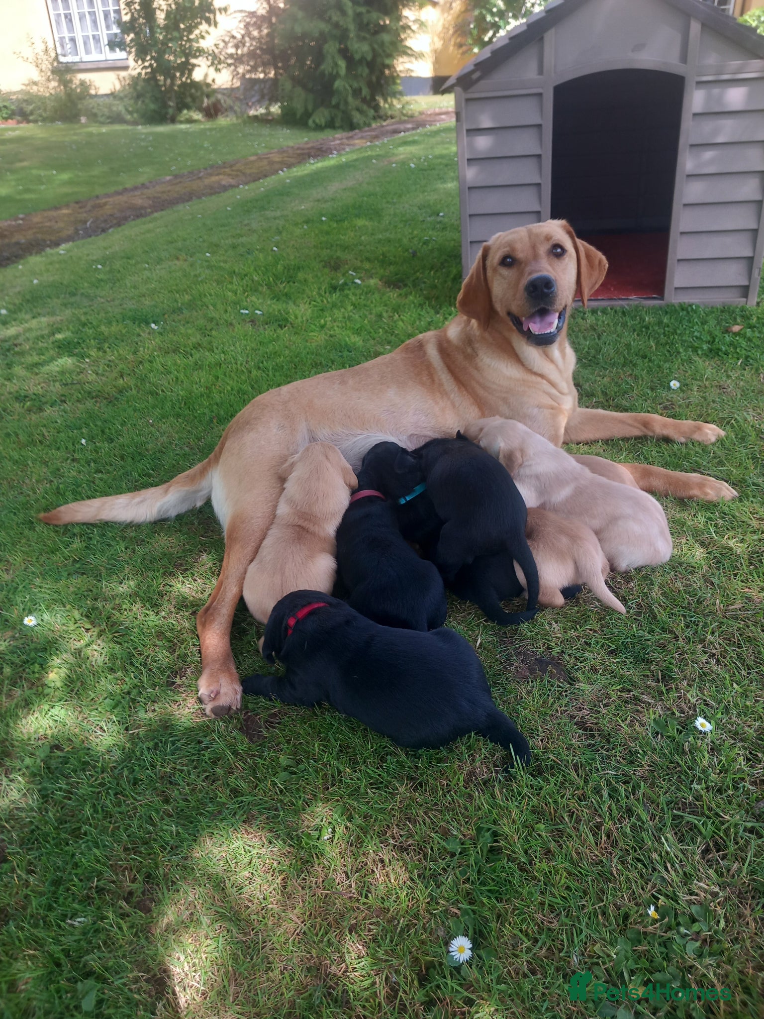 Labrador Retriever dogs Stunning KC Registered puppies - Advert 9