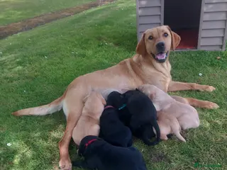 Labrador Retriever dogs Stunning KC Registered puppies - Advert 1