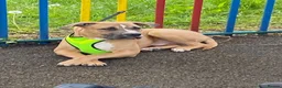 Mixed Breed dogs for adoption: Staff cross cane corso  in Worcester - Advert 2
