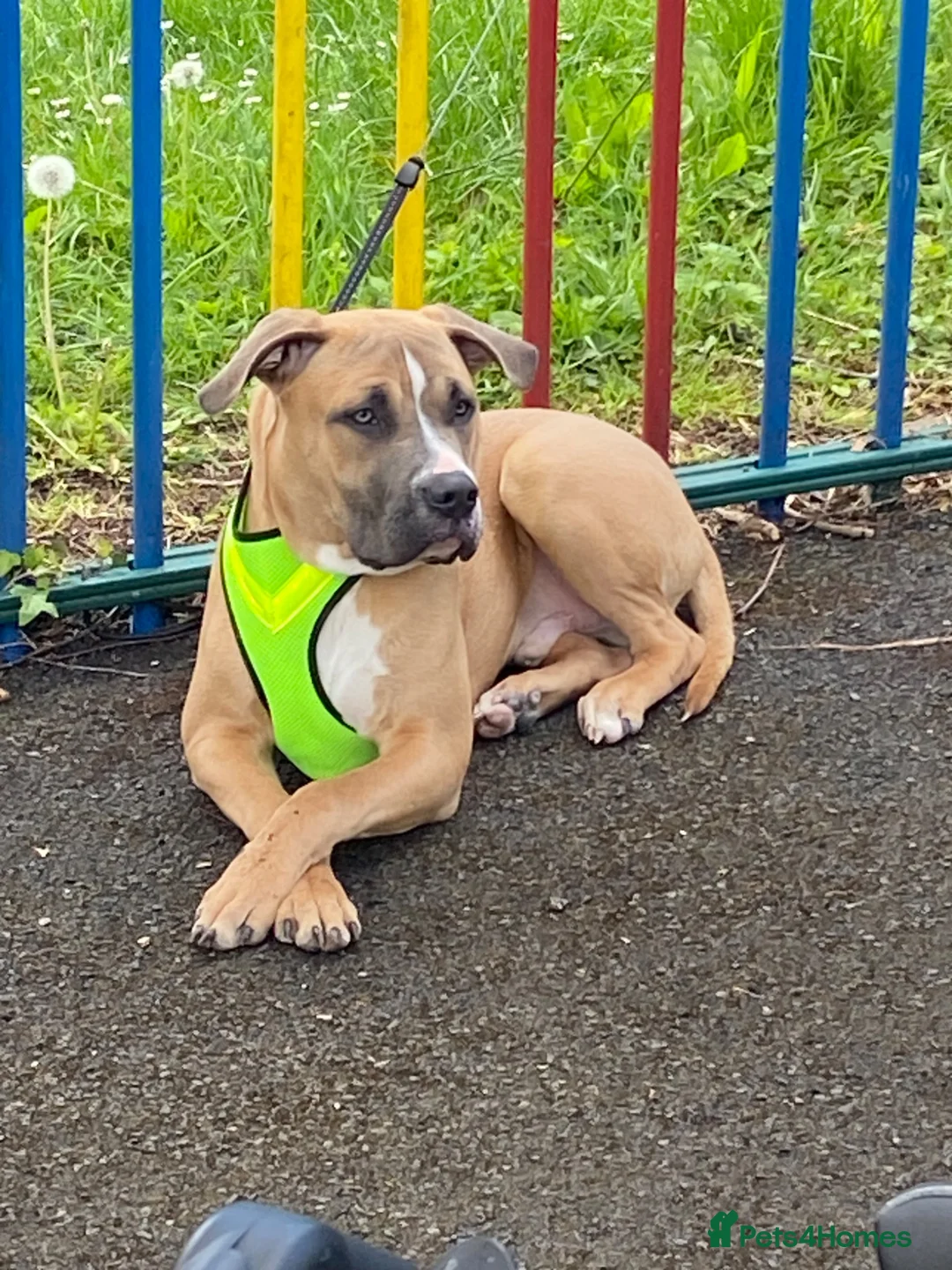Mixed Breed dogs for adoption: Staff cross cane corso  in Worcester - Advert 2