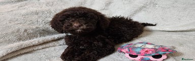 Miniature Poodle Puppy 2