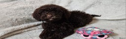 Miniature Poodle dogs for sale: Miniature poodle Puppies (One left) - Advert 5