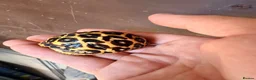 Tortoise reptiles for sale: Indian star tortoise  - Advert 22