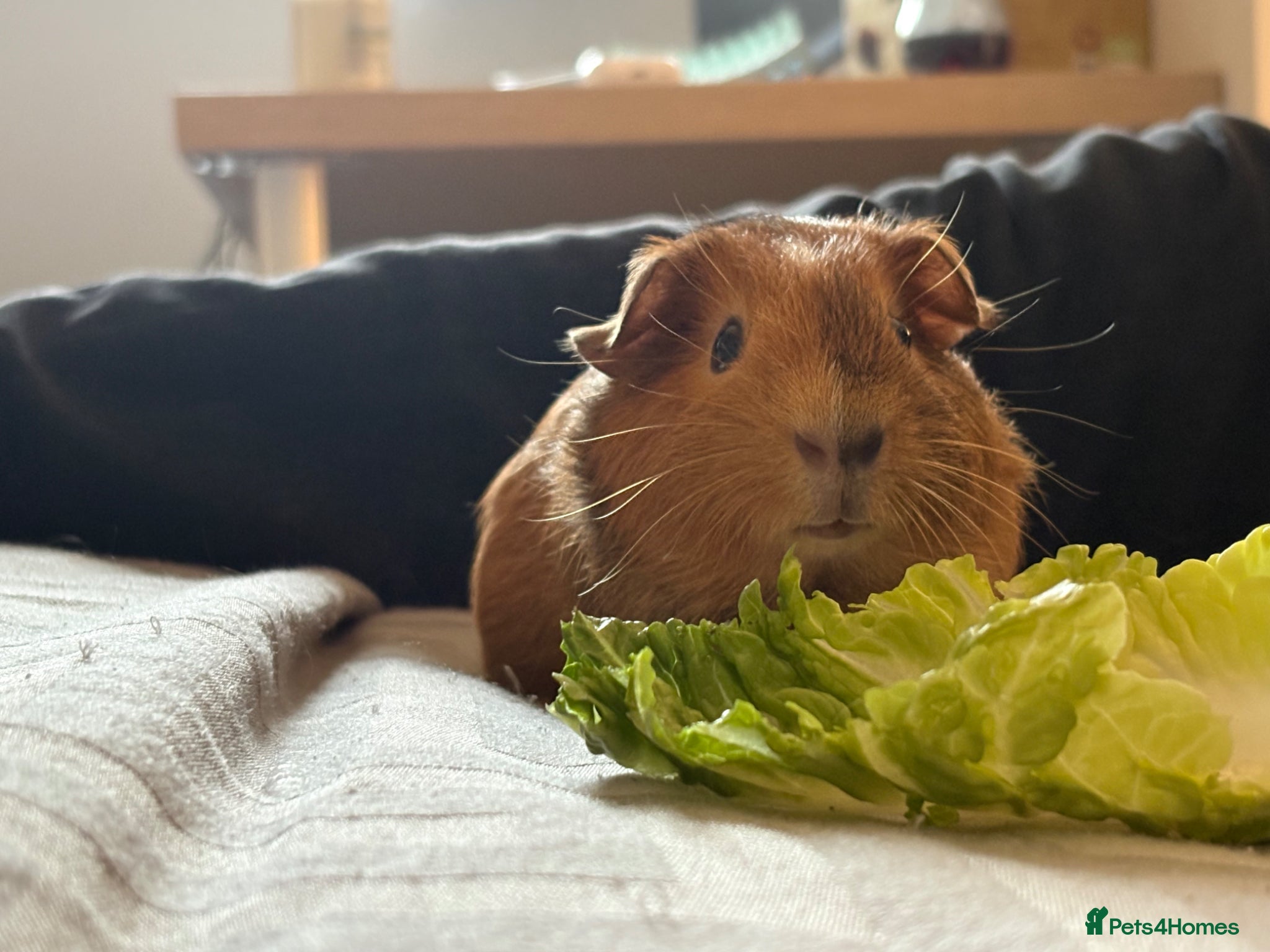 Guinea Pig rodents Reggie the Guinea Pig - Advert 17