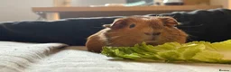 Guinea Pig rodents for sale: Reggie the Guinea Pig - Advert 1