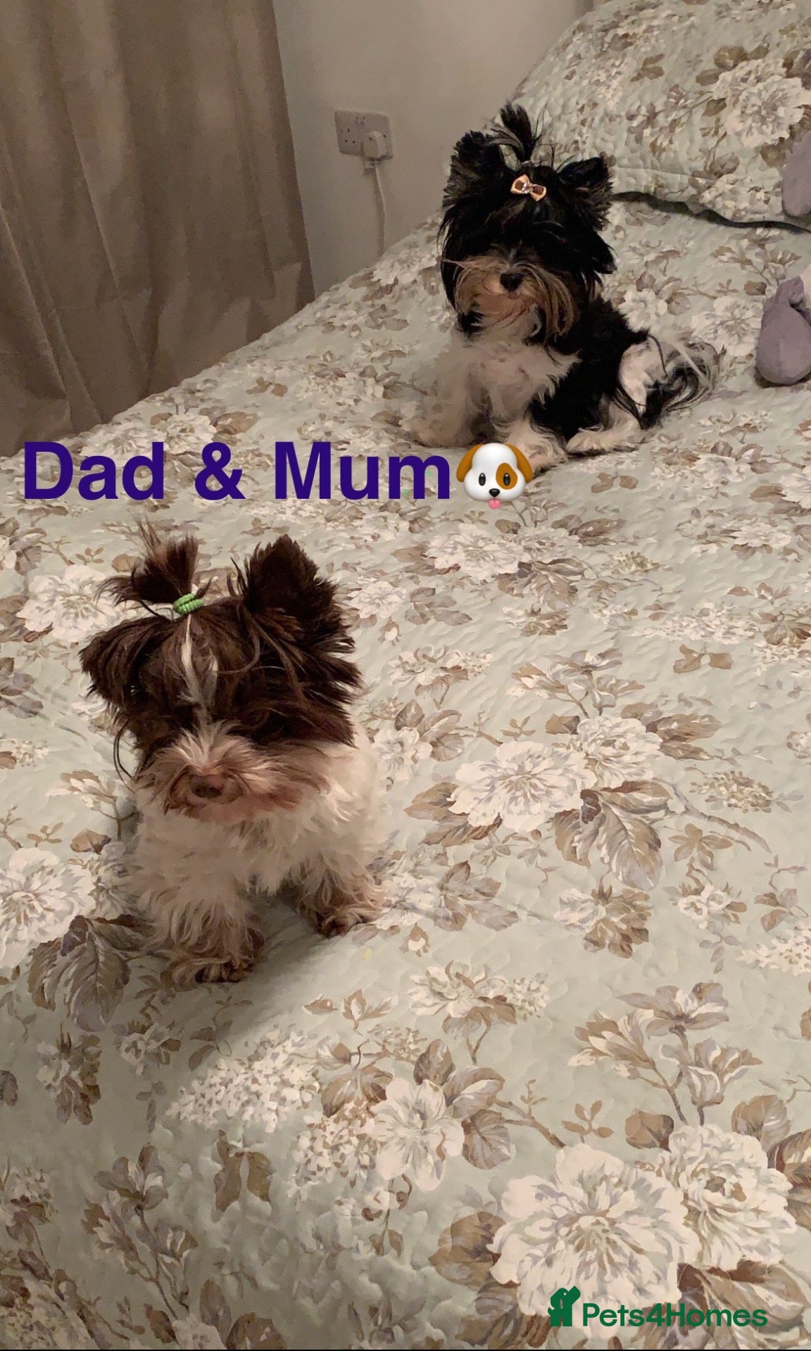 Biewer Terrier dogs 🩶🤍🐾🐶 Biewer-Biro Champion Heritage pups 🐶🤍🩶 - Advert 1