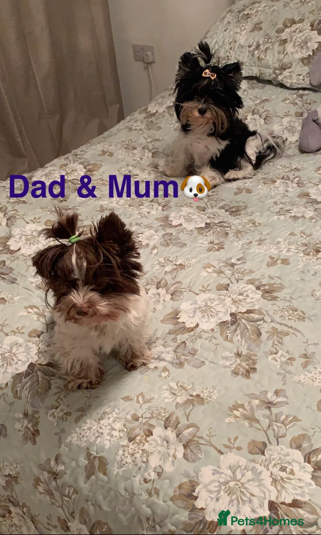 Biewer Terrier dogs for sale: 🩶🤍🐾🐶 Biewer-Biro Champion Heritage pups 🐶🤍🩶 in Chatteris - Advert 1