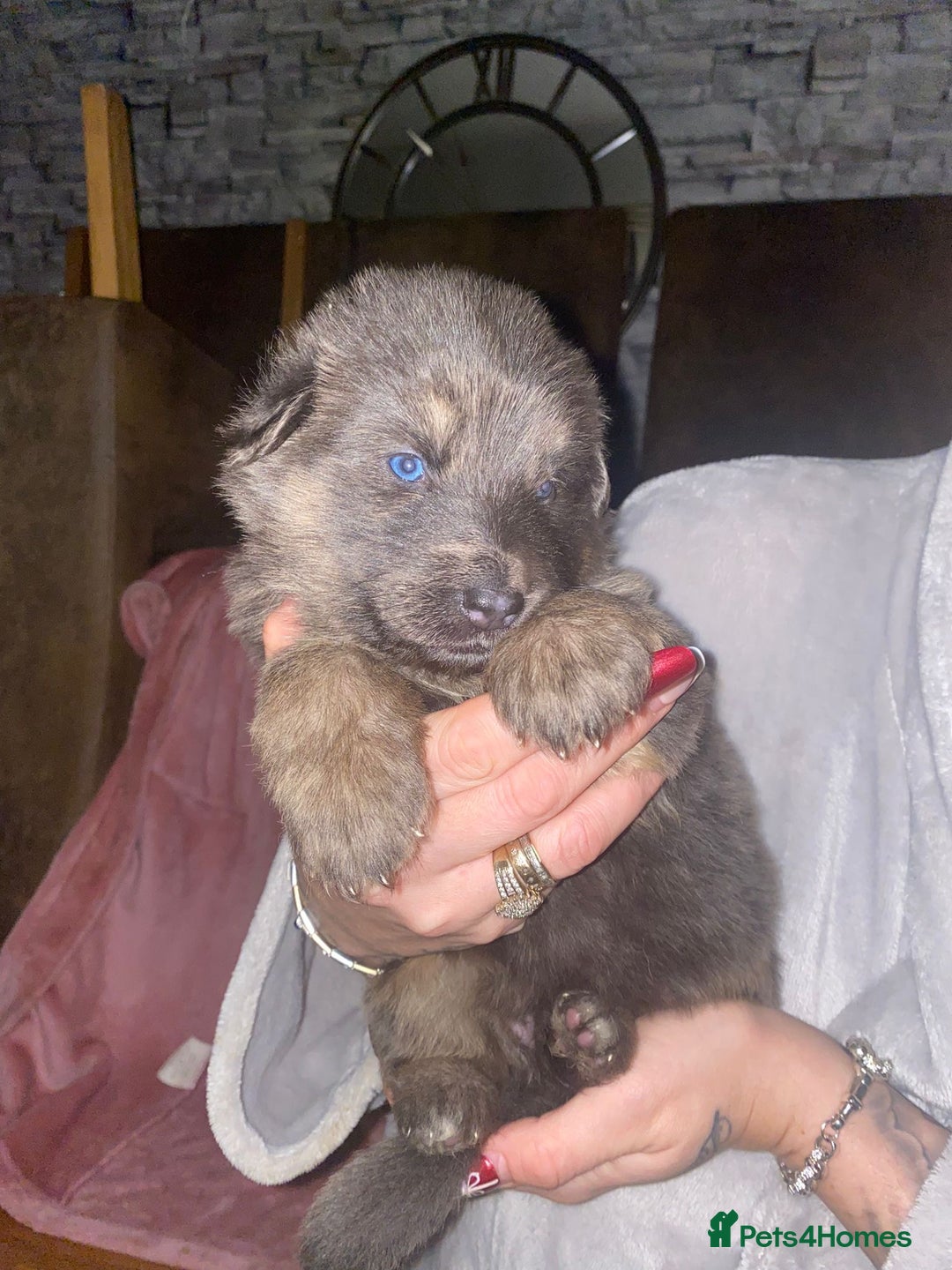 German Shepherd dogs for sale: Blue eyed long hair, blue German shepherds - Advert 15