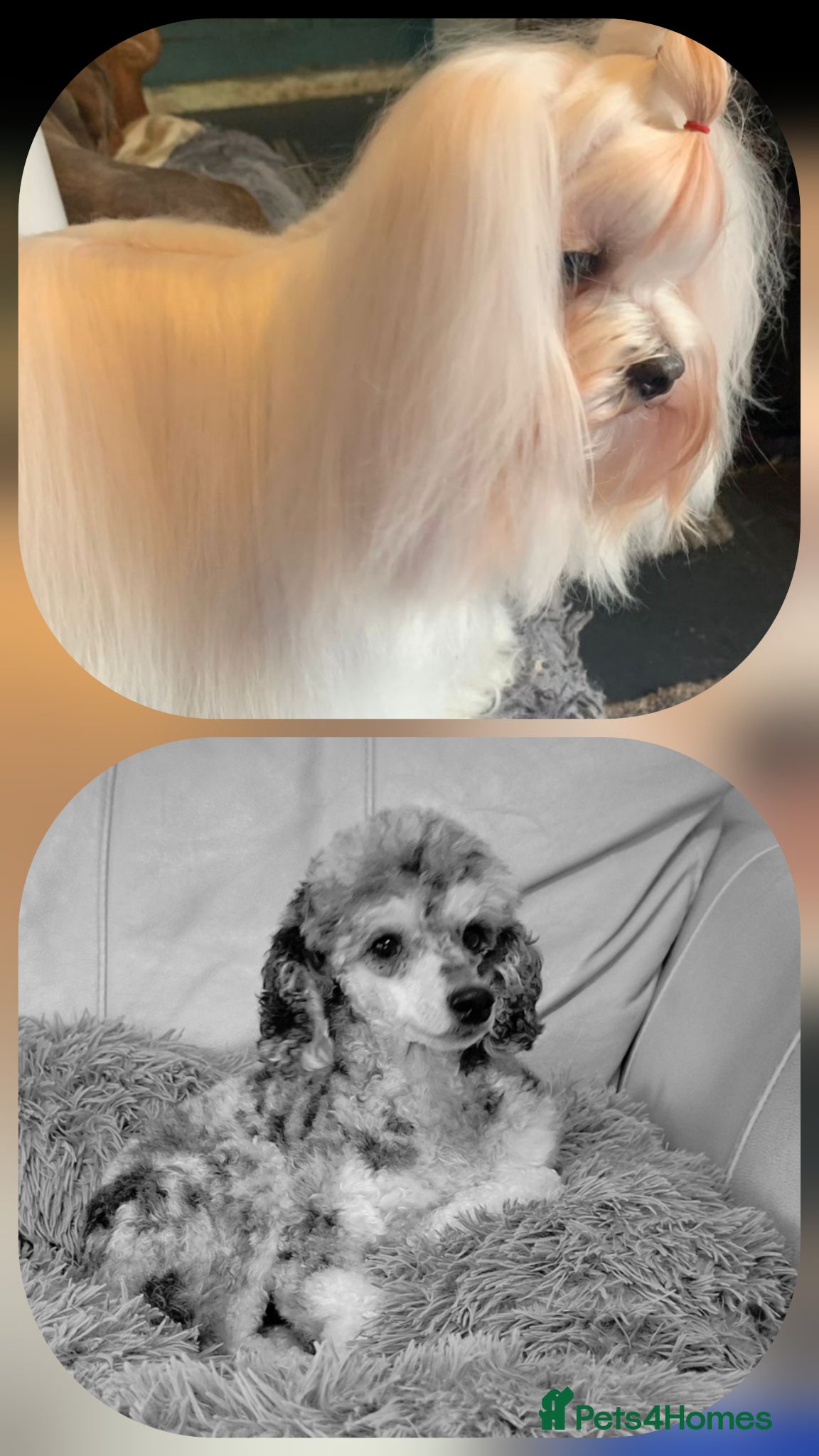 Maltipoo dogs 🐾🐾MALTIPOO WAITING LIST OPEN🐾🐾 - Advert 2