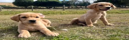 Goldador dogs for sale: Beautiful Goldador Puppies - Advert 25