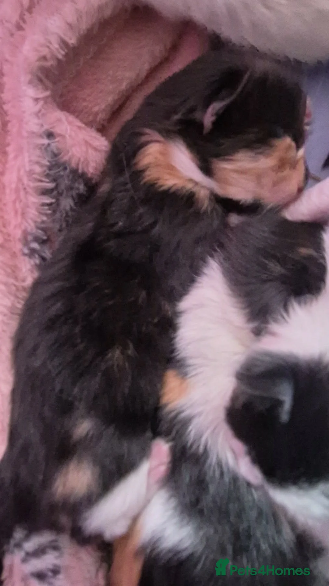 Mixed Breed cats for sale: Kittens for sale  in Reading - Advert 2