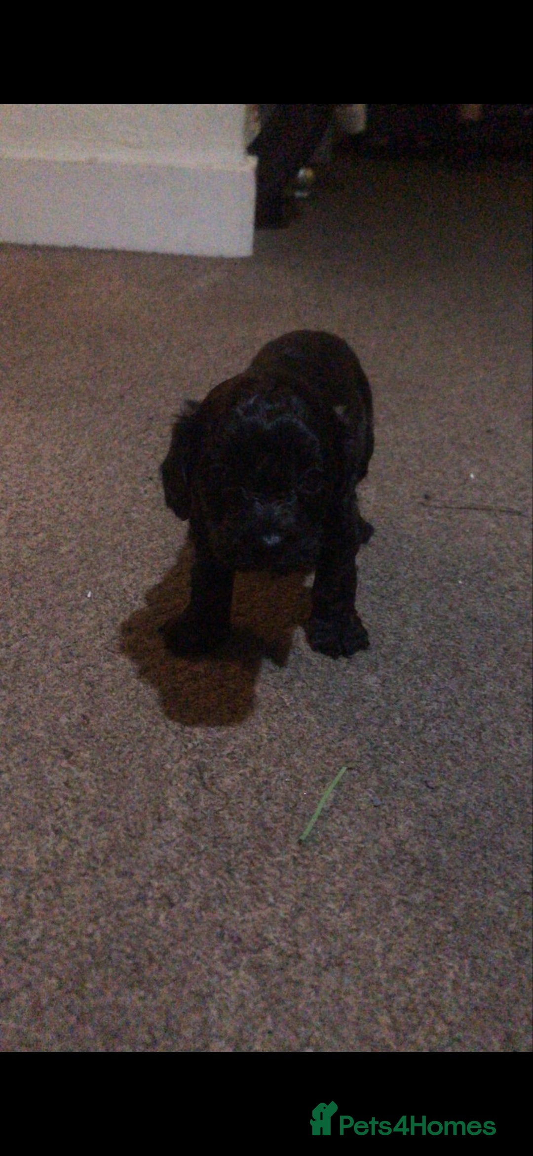 Cavapoo dogs Stunning black Cavapoo boy - Advert 1