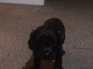 Cavapoo dogs Stunning black Cavapoo boy - Advert 1