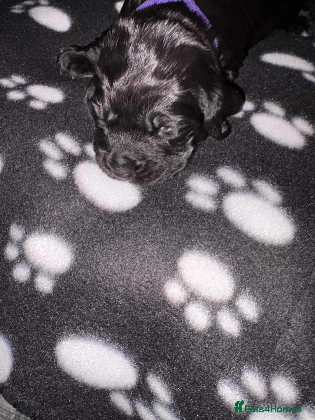 Sprocker dogs for sale: Beautiful Sprockers looking for their forever home - Advert 7