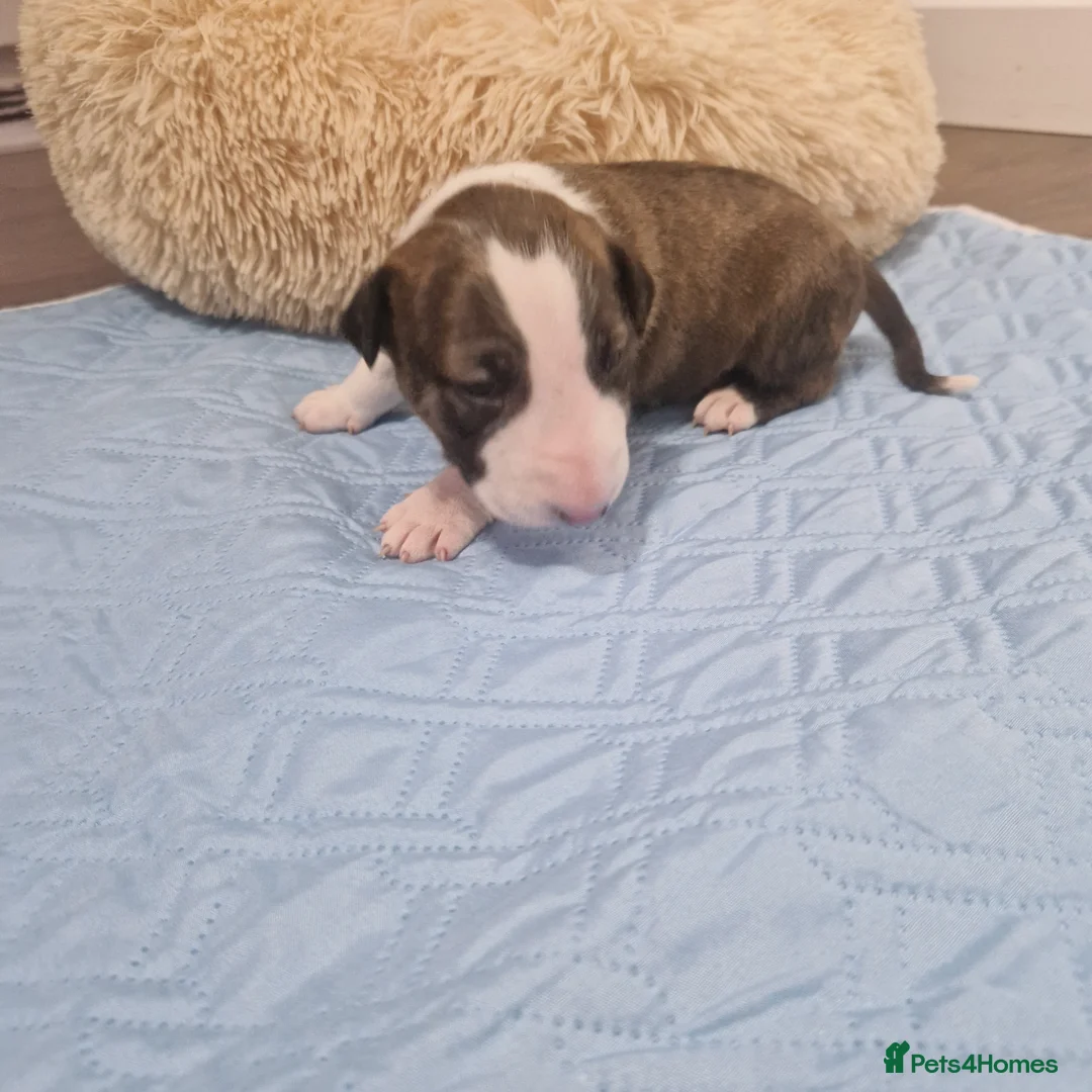 Bull Terrier dogs for sale: Bullterrier  - Advert 10